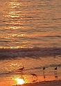 Sea birds and their sunset snacking area.