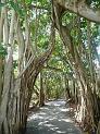 Selby Botanical Gardens, Sarasota FL.