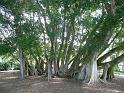 Selby Botanical Gardens, Sarasota FL.