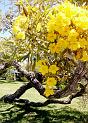 Gold Tree blooming Sarasota's April.