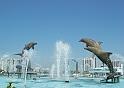 Fountains with dolphins downtown.