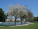 Downtown marina and park.