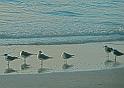 Sea gulls on their beach.